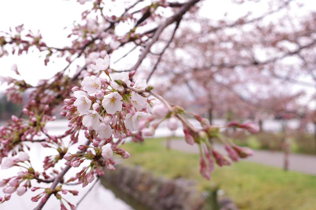 桜