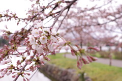 桜