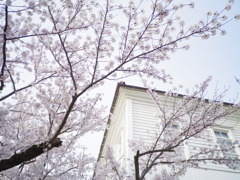 桜と・・・