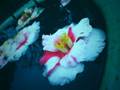 壷と水と花