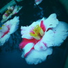 壷と水と花