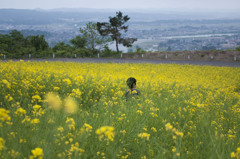 菜の花畑へ