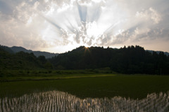 田んぼと夕日
