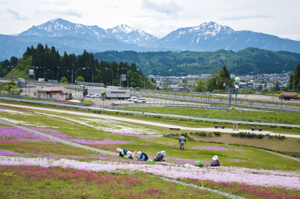 有終の芝桜