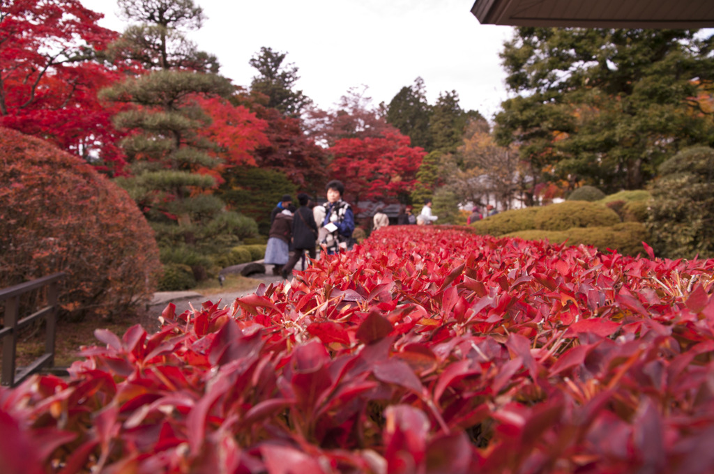 紅葉の垣根