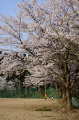 桜の樹の下を