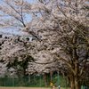 桜の樹の下を