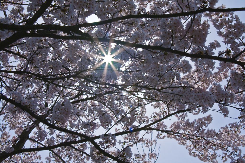 お隣の満開桜