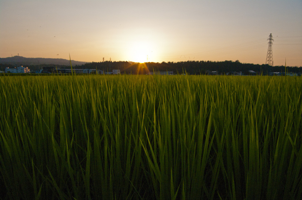 田圃から見えた夕日