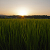 田圃から見えた夕日