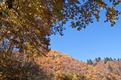 黄葉と青空