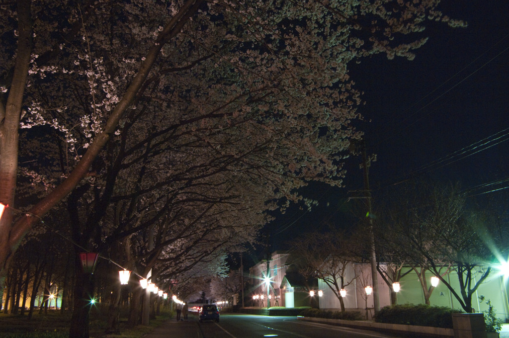 夜桜見物
