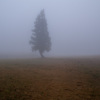 霧の一本杉