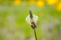 黄色の花の中に