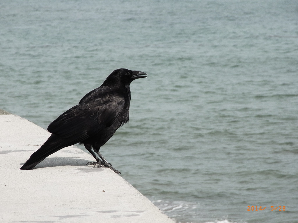 カラスも日焼け？