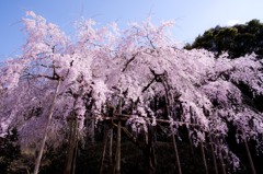 波佐見のしだれ桜