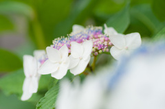 ながさき紫陽花まつり（８）