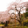 しだれ桜・波佐見 (4)