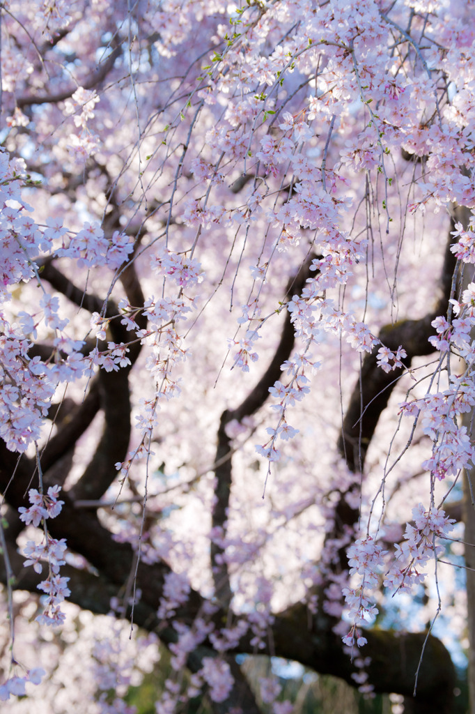 波佐見のしだれ桜(5)