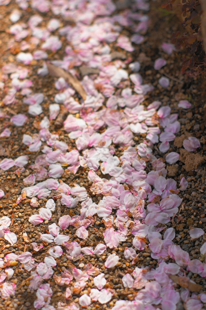 桜・終焉