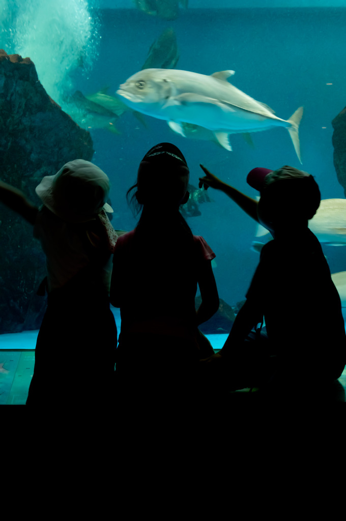 ペンギン水族館 (2)