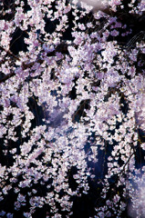 波佐見のしだれ桜(7)