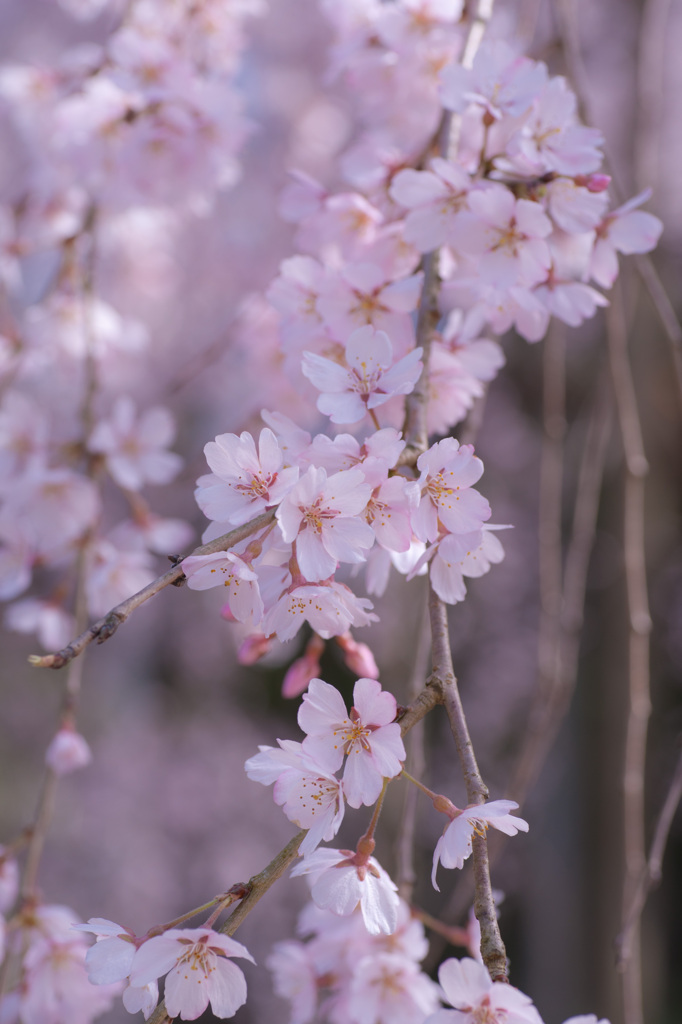 波佐見のしだれ桜 (2)