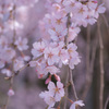 波佐見のしだれ桜 (2)