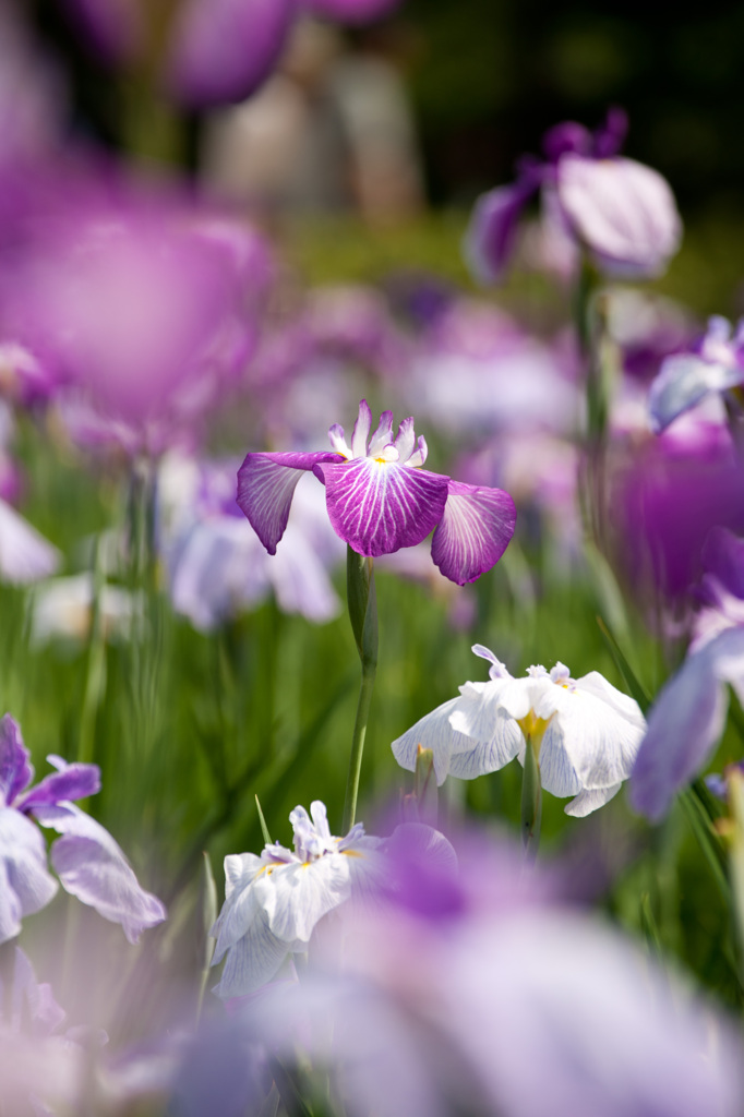 花菖蒲・大村公園