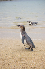 ペンギン水族館 (3)