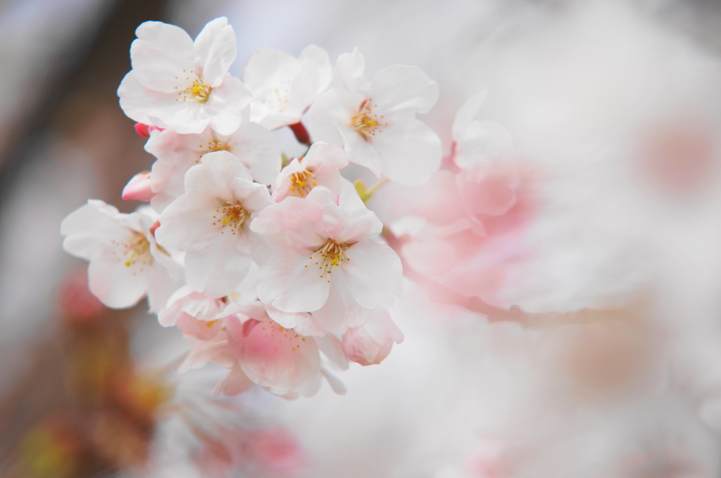 桜・淡