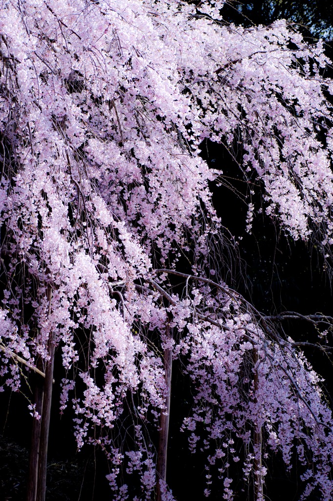 波佐見のしだれ桜 (3)