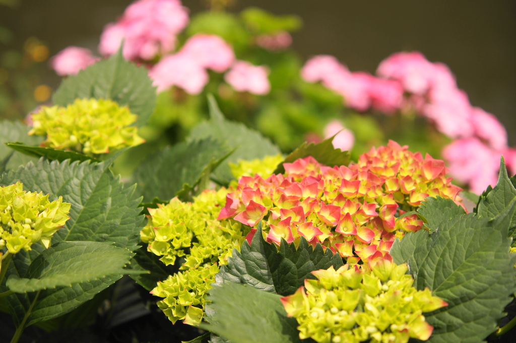 ながさき紫陽花まつり