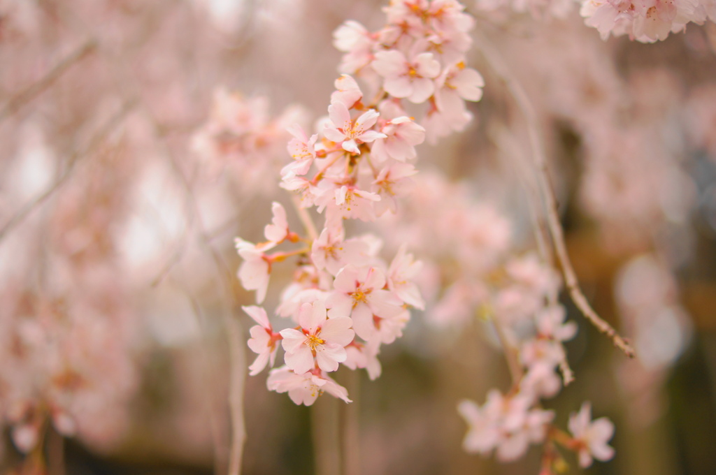 しだれ桜・波佐見 (5)