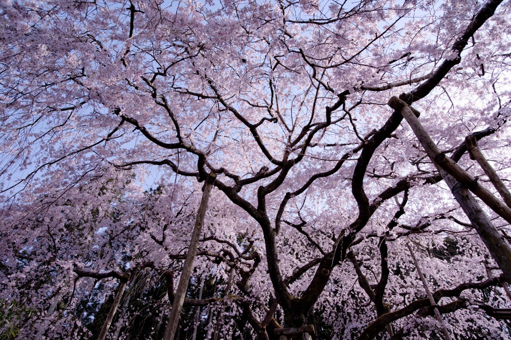 波佐見のしだれ桜(4)