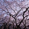 波佐見のしだれ桜(4)
