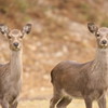 向小浦園地　ニホンジカ