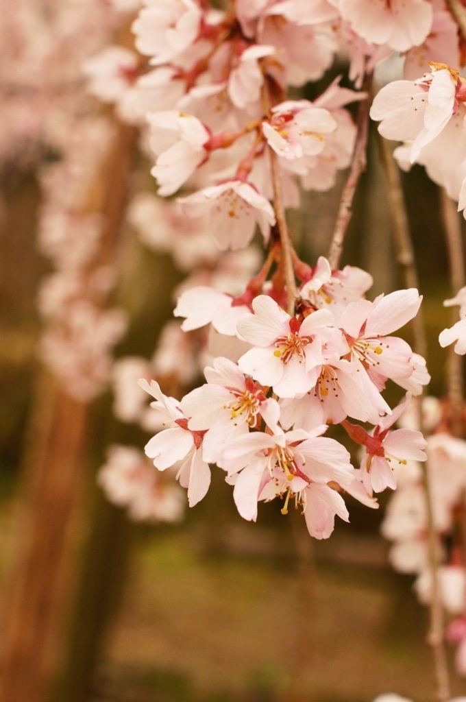 しだれ桜・波佐見