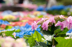 ながさき紫陽花まつり