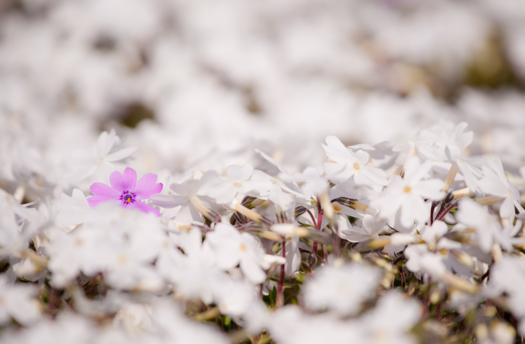 芝桜・松本ツツジ園 (2)