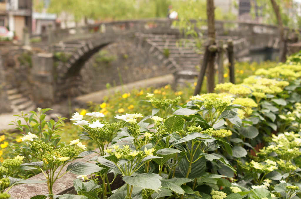 ながさき紫陽花まつり (2)