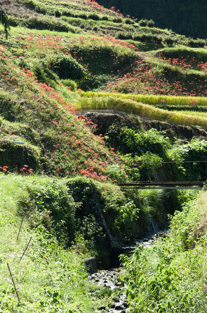 鬼木棚田 風景