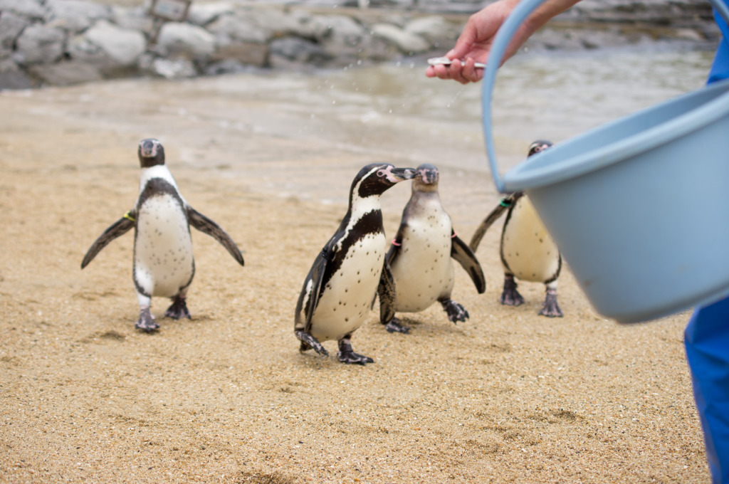 ペンギン水族館