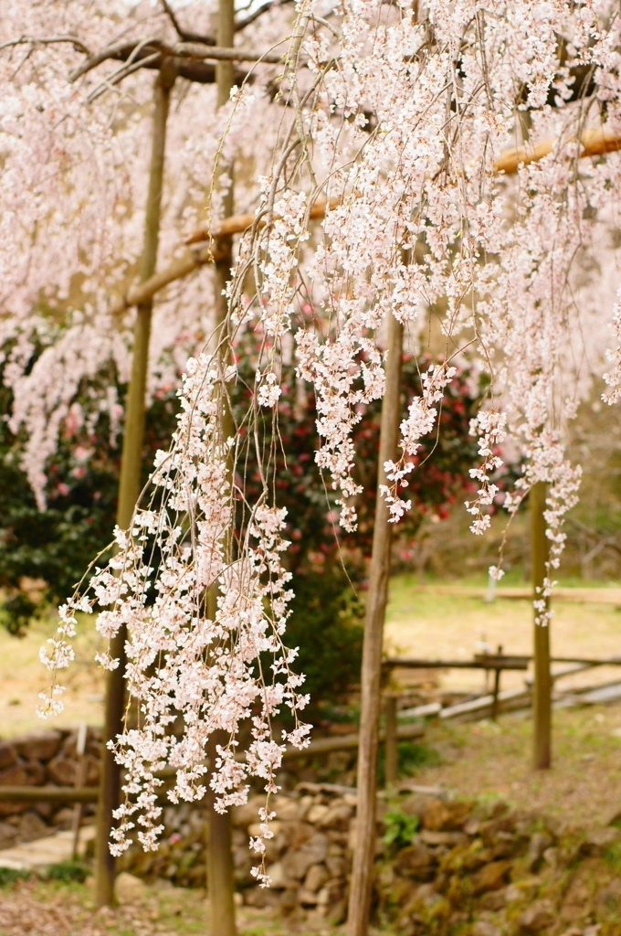 しだれ桜・波佐見 (2)