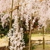 しだれ桜・波佐見 (2)