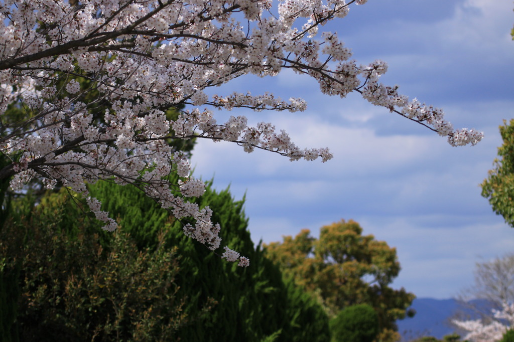 桜満開！