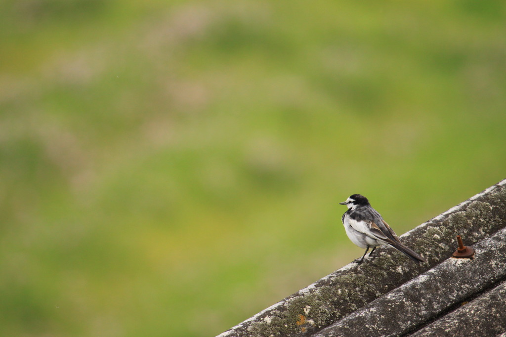 どこへ行こうかな～