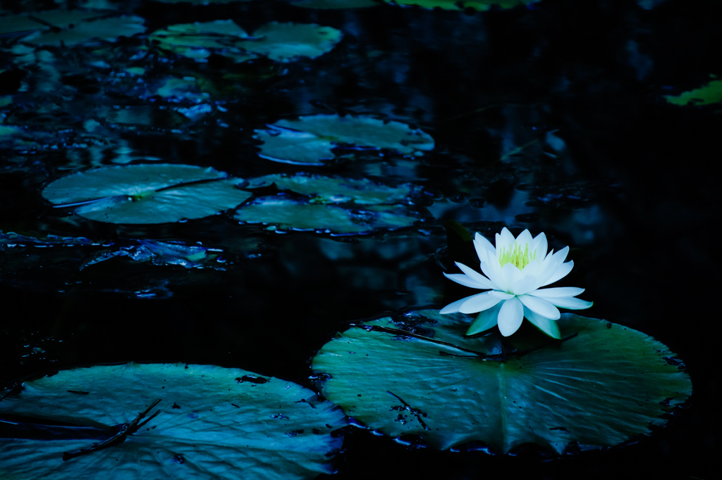 a lotus flower