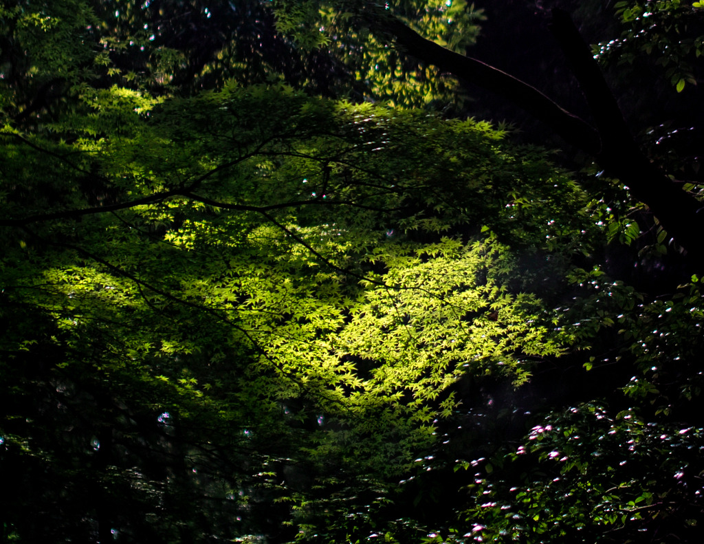 sunlight filtering down through the tree