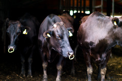 three head of cattle